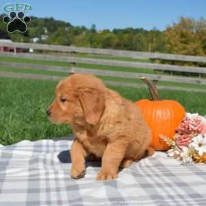 Bear, Golden Retriever Puppy