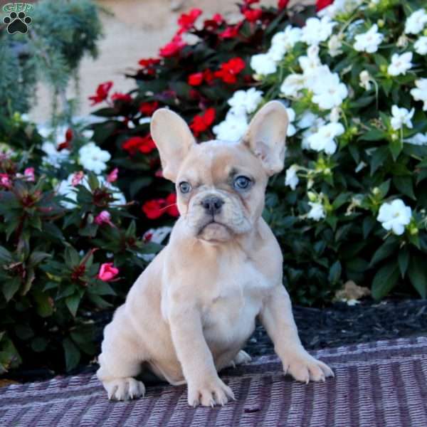 Bear, French Bulldog Puppy