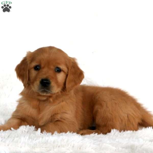 Bear, Golden Retriever Puppy