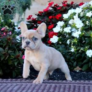 Bear, French Bulldog Puppy