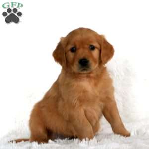 Bear, Golden Retriever Puppy