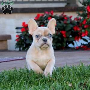 Bear, French Bulldog Puppy