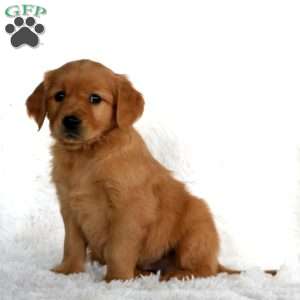 Bear, Golden Retriever Puppy