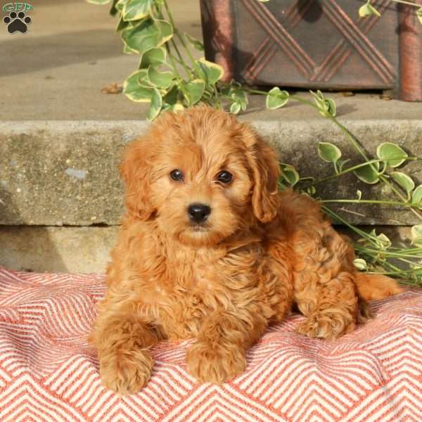 Beau, Mini Labradoodle Puppy