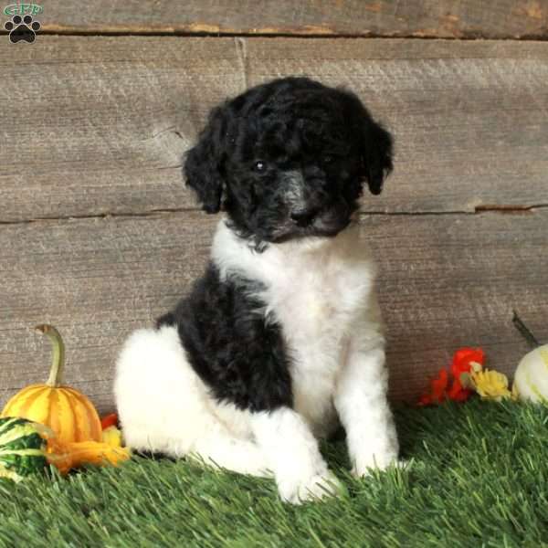 Beauty – Moyen, Standard Poodle Puppy