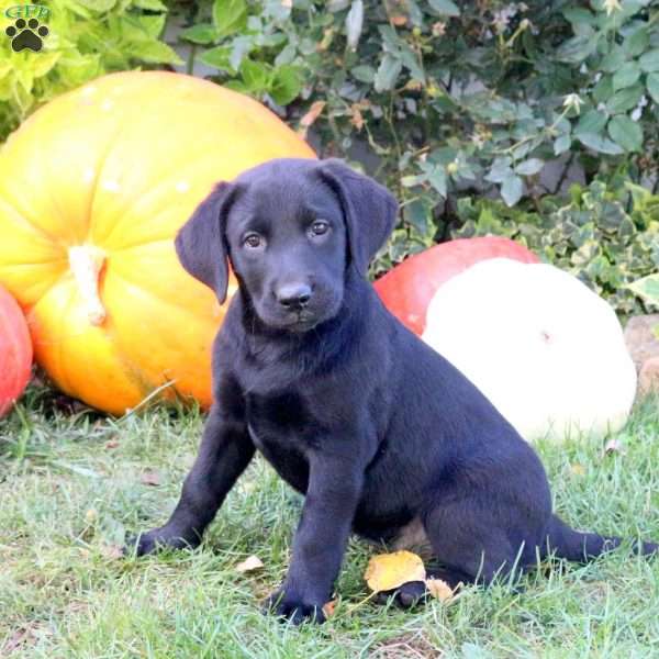 Beauty, Black Labrador Retriever Puppy