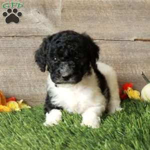 Beauty – Moyen, Standard Poodle Puppy