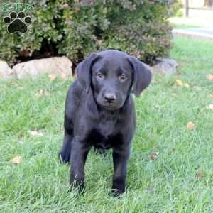 Beauty, Black Labrador Retriever Puppy