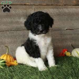 Beauty – Moyen, Standard Poodle Puppy