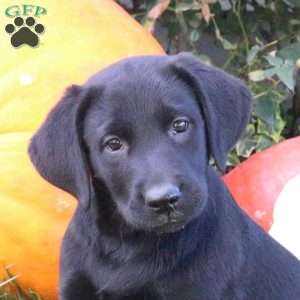 Beauty, Black Labrador Retriever Puppy