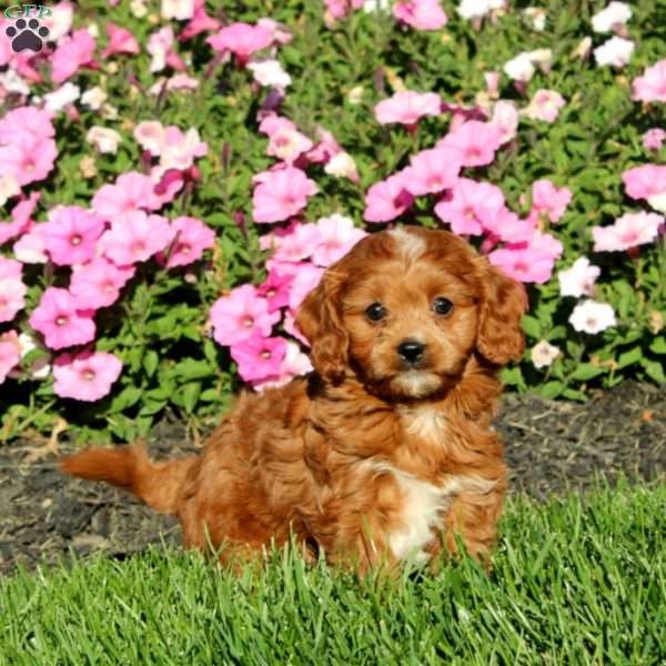 Beauty, Cavapoo Puppy