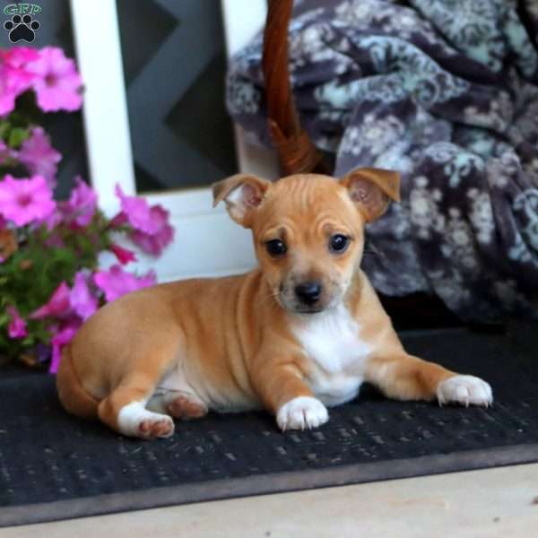 Beauty, Jack Russell Mix Puppy