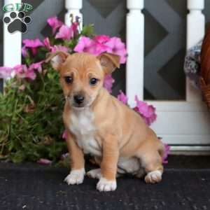 Beauty, Jack Russell Mix Puppy