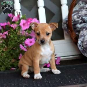 Beauty, Jack Russell Mix Puppy
