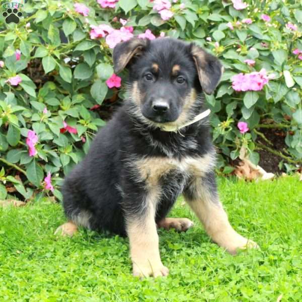 Beaux, German Shepherd Puppy