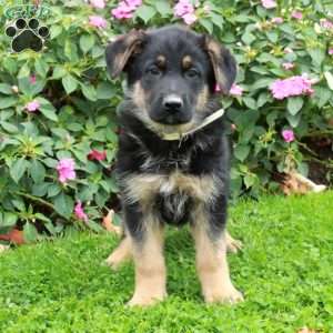 Beaux, German Shepherd Puppy