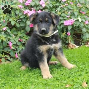 Beaux, German Shepherd Puppy