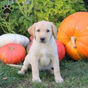 Becca, Yellow Labrador Retriever Puppy