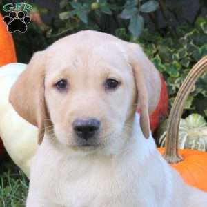 Becca, Yellow Labrador Retriever Puppy