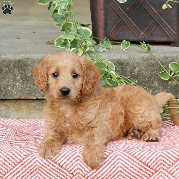 Becky, Mini Labradoodle Puppy