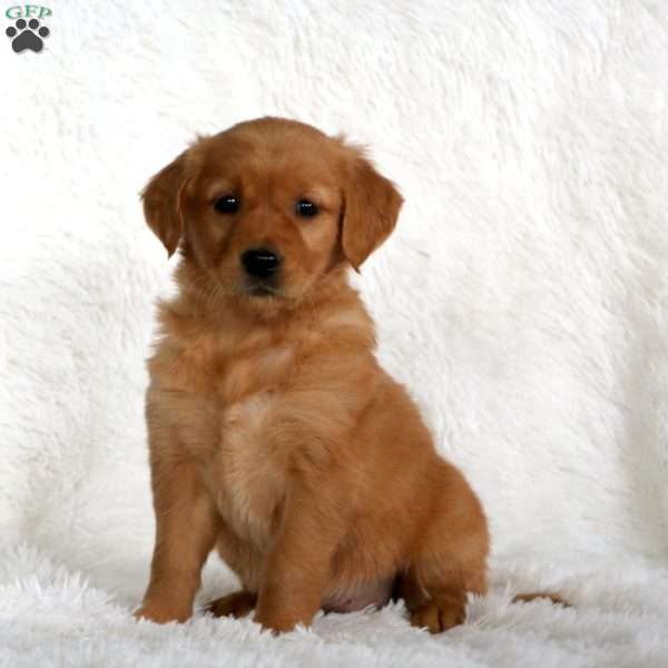 Becky, Golden Retriever Puppy