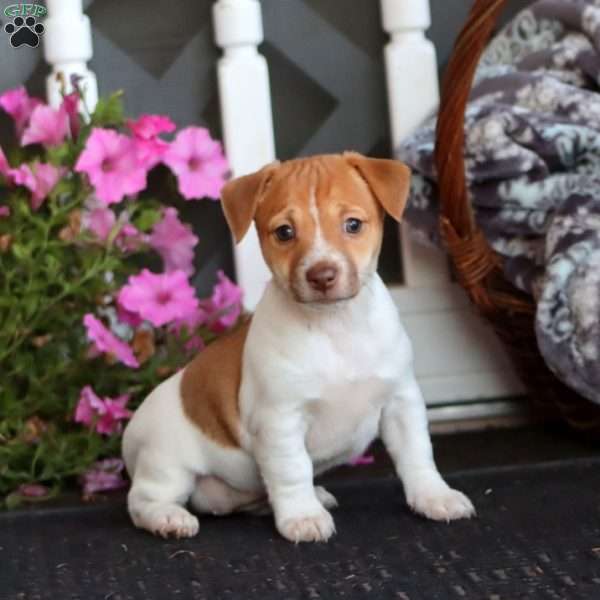 Becky, Jack Russell Mix Puppy