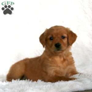 Becky, Golden Retriever Puppy