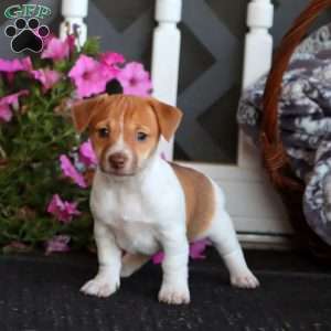 Becky, Jack Russell Mix Puppy