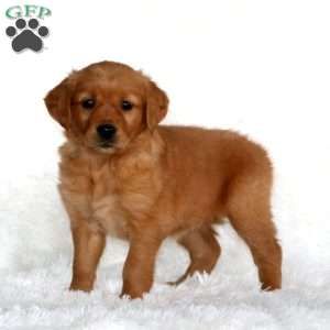 Becky, Golden Retriever Puppy