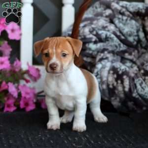 Becky, Jack Russell Mix Puppy