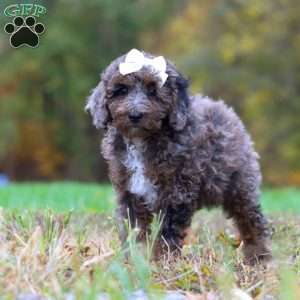 Belle, Cockapoo Puppy
