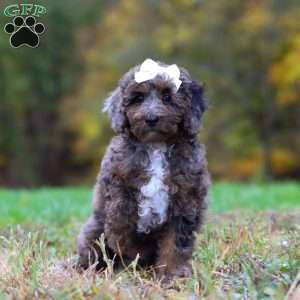 Belle, Cockapoo Puppy