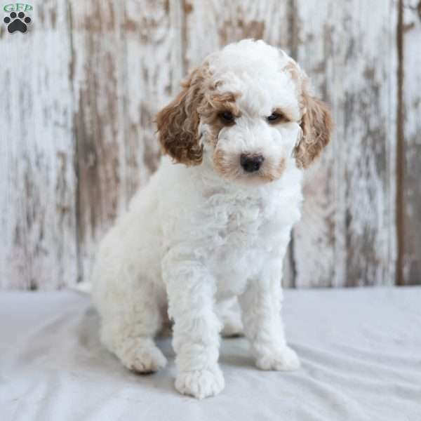 Bella, Mini Labradoodle Puppy