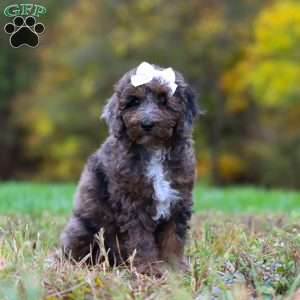 Belle, Cockapoo Puppy