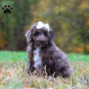 Belle, Cockapoo Puppy