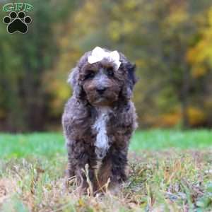 Belle, Cockapoo Puppy