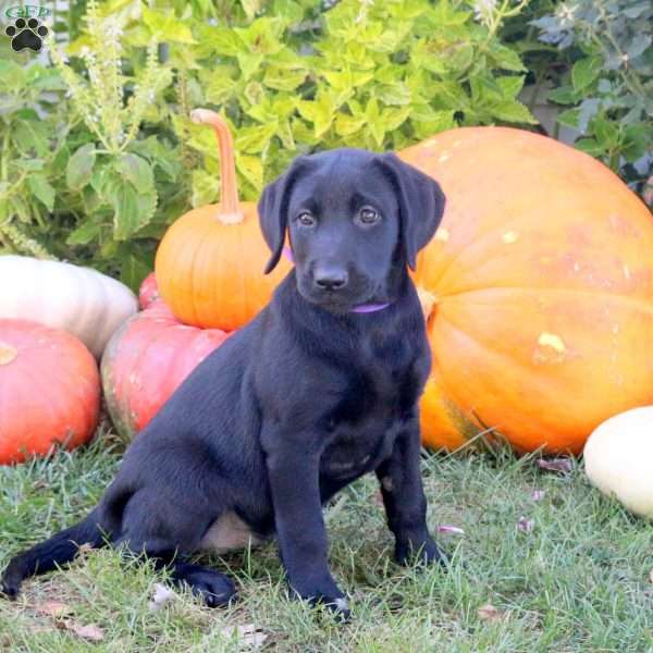 Bella, Black Labrador Retriever Puppy