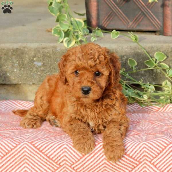 Bella, Mini Labradoodle Puppy