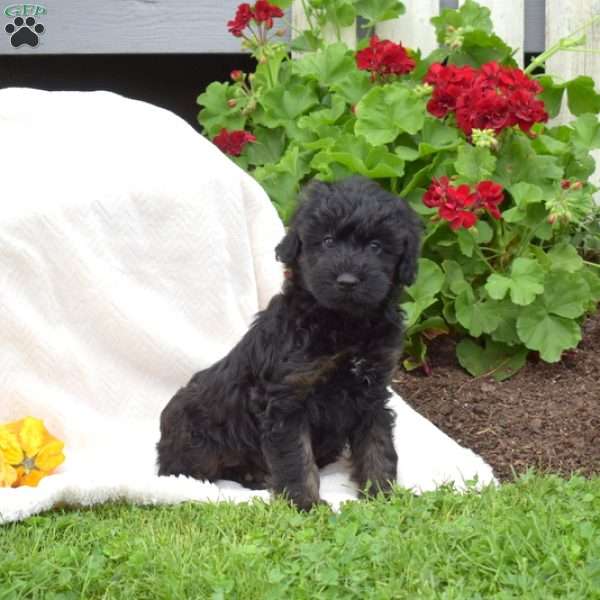 Bella, Mini Whoodle Puppy