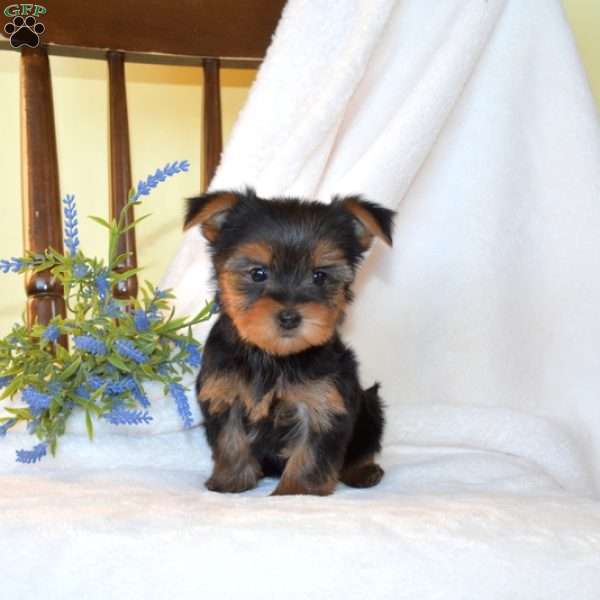 Bella, Morkie / Yorktese Puppy