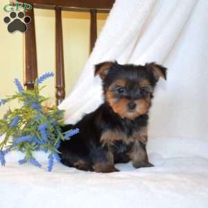 Bella, Morkie / Yorktese Puppy