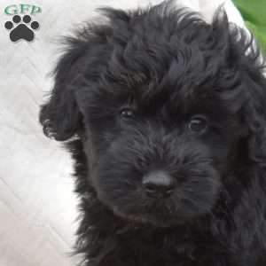 Bella, Mini Whoodle Puppy