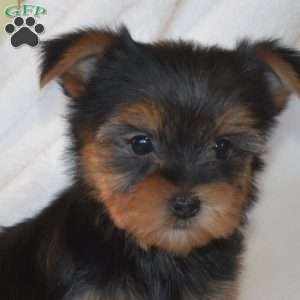 Bella, Morkie / Yorktese Puppy