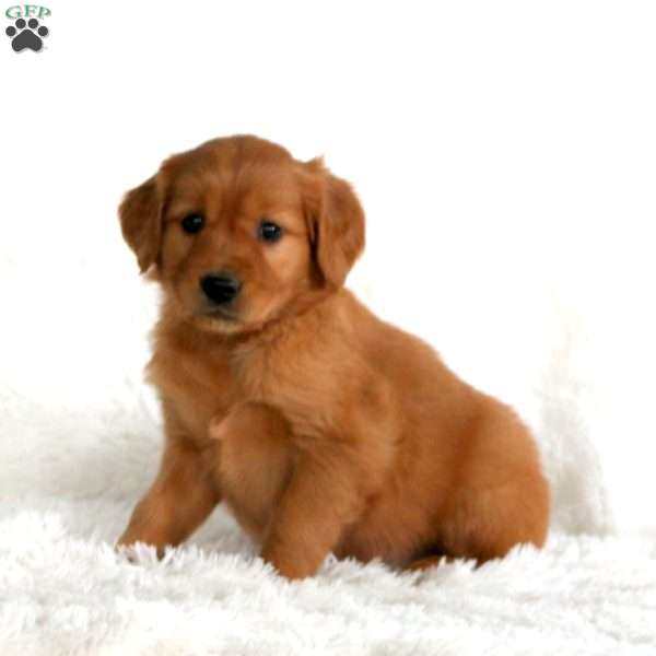 Bella, Golden Retriever Puppy