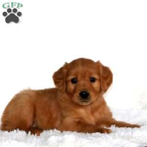 Bella, Golden Retriever Puppy