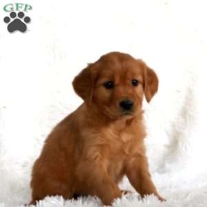 Bella, Golden Retriever Puppy