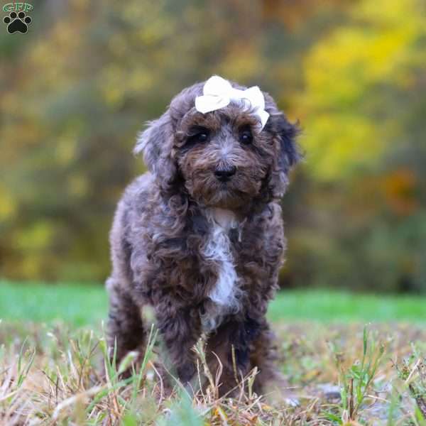 Belle, Cockapoo Puppy
