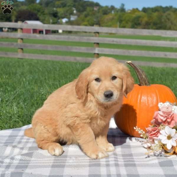 Belle, Golden Retriever Puppy