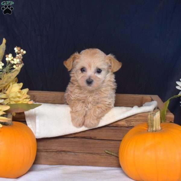 Belle, Maltipoo Puppy