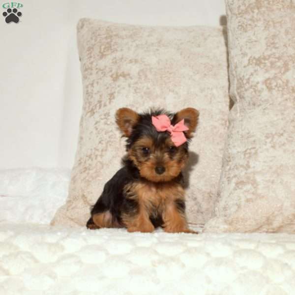 Belle, Yorkie Puppy